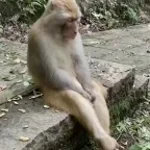 angy monkey