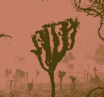 Kettel - Dogan 9247 _extract