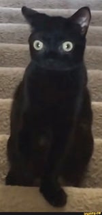 Grabbing meat with wet slaps Sound effect21343124421 - Sound