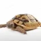 LUIGIS MANSION BEATBOX