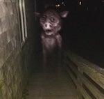 weird ahh noise - Sound