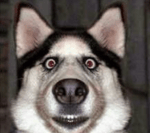 clown horn sound effect.1v1