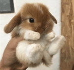 Cute bunny screaming