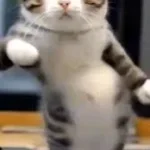 EU SOU KIS UNKNOWN... - Perfect1109