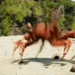 Crab rave part 2