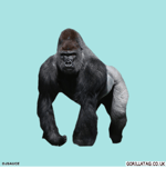 garlagan Accelerated A