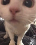 Garfield Kart Furious Racing replay