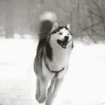 wild side (english version - SPED UP)