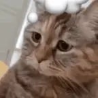 meow meow meow tiktok