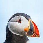 Toto Africa Bottom Jeans (1982)