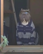 Esta Es la Banda Loca de la Argentina