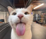 nico's nextbots ost video game lobby w dashie