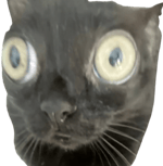 Obamna, Soda, Do not come, I'm gonna come, I'm gay #shorts