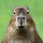 tupac wurd erschossen (copy)