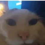 Evrybody Wants to Be a Cat (copy)