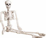 bad to the bone