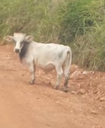 Olha o mini boi olhando