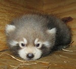 swearing makes you live longer - Sound