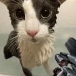 Dill albume 42 and a half