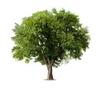 Shiloh Dynasty Again