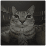 Shiawase vip drop slowed