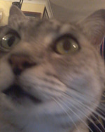 Cat TBH Scream