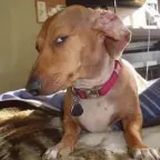 sdiybt