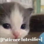 patience and pruduence