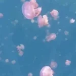 Superfast Jellyfish