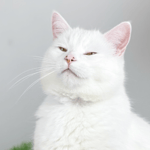 Why are we still here just to suffer Sound Effect - Sound