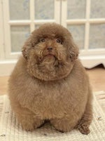 Ritmada Anti - Tristeza