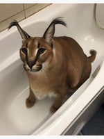 Full Queen Elizabeth Song (Jeff Bezos)