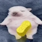 i am pibble high pitch