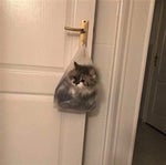 วัยรุ่นฟรีไมค์ NIGHTTIME of Roleplay (PC Mobile)