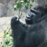 look at the top of his head (copy)