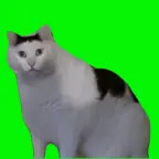 Huh Cat