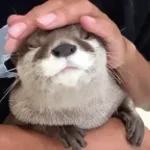 Otter