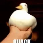 Duck Quack - Sound Effect (HD)
