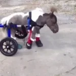 There he is MY TINY HORSE