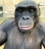 מושיק עפיה פה פה פה Moshik Afia