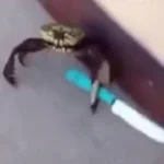 ME SIENTO RE-ZARPADO, AMIGO