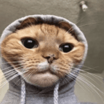 chicony win from arnold