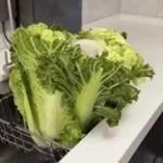 Lettucek