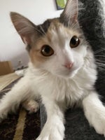 IMG 1272 (online audio converter