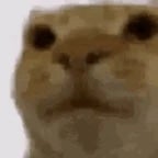 cat vomiting 🤮🤮🤮 (online-audio-converter.com) (copy)