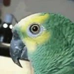 papagaio
