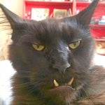 Dinner with elliot sausage