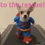 Bob rescue