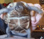 Open Na Noor Sound Effect Download