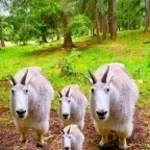 Kreek Craft Crying Over Triple T